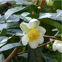Camellia sinensis ingredient artwork